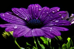 flower wallpapers dewdrops purple