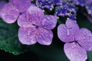 flower wallpapers lilac