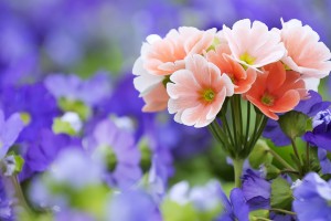 flower wallpapers pictures