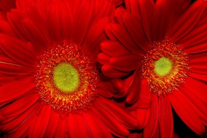flower wallpapers red