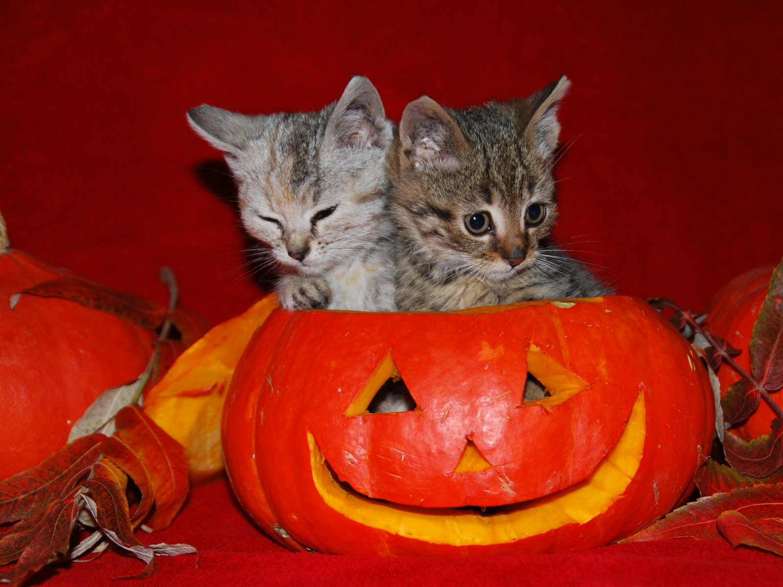 halloween wallpapers cats cute