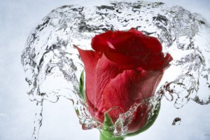 hd wallpaper water rose