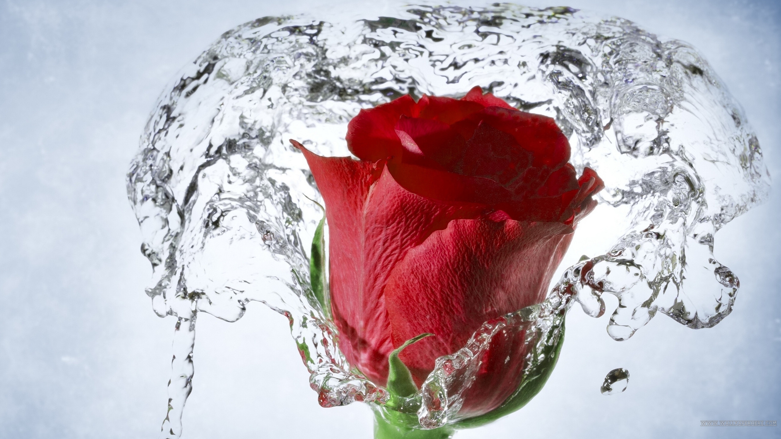hd wallpaper water rose