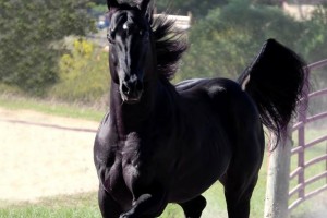 horse wallpapers awesome