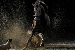 horse wallpapers cool