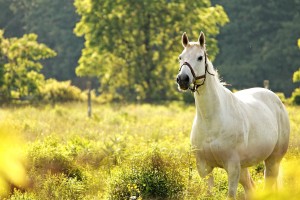 horse wallpapers green