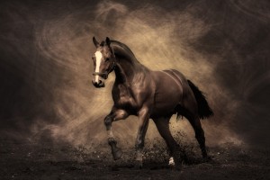 horse wallpapers hd