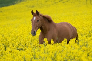 horse wallpapers nature