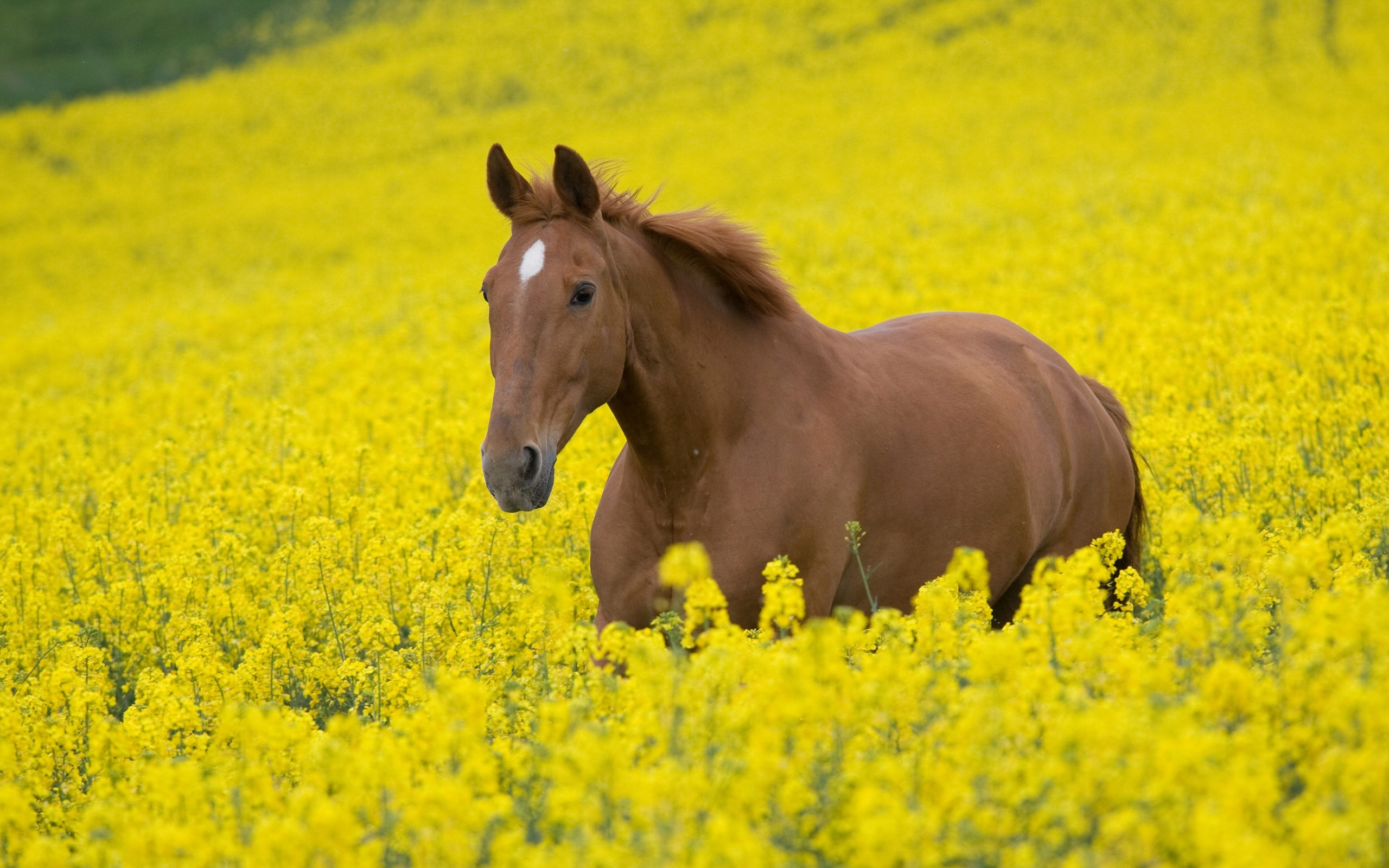 horse wallpapers nature