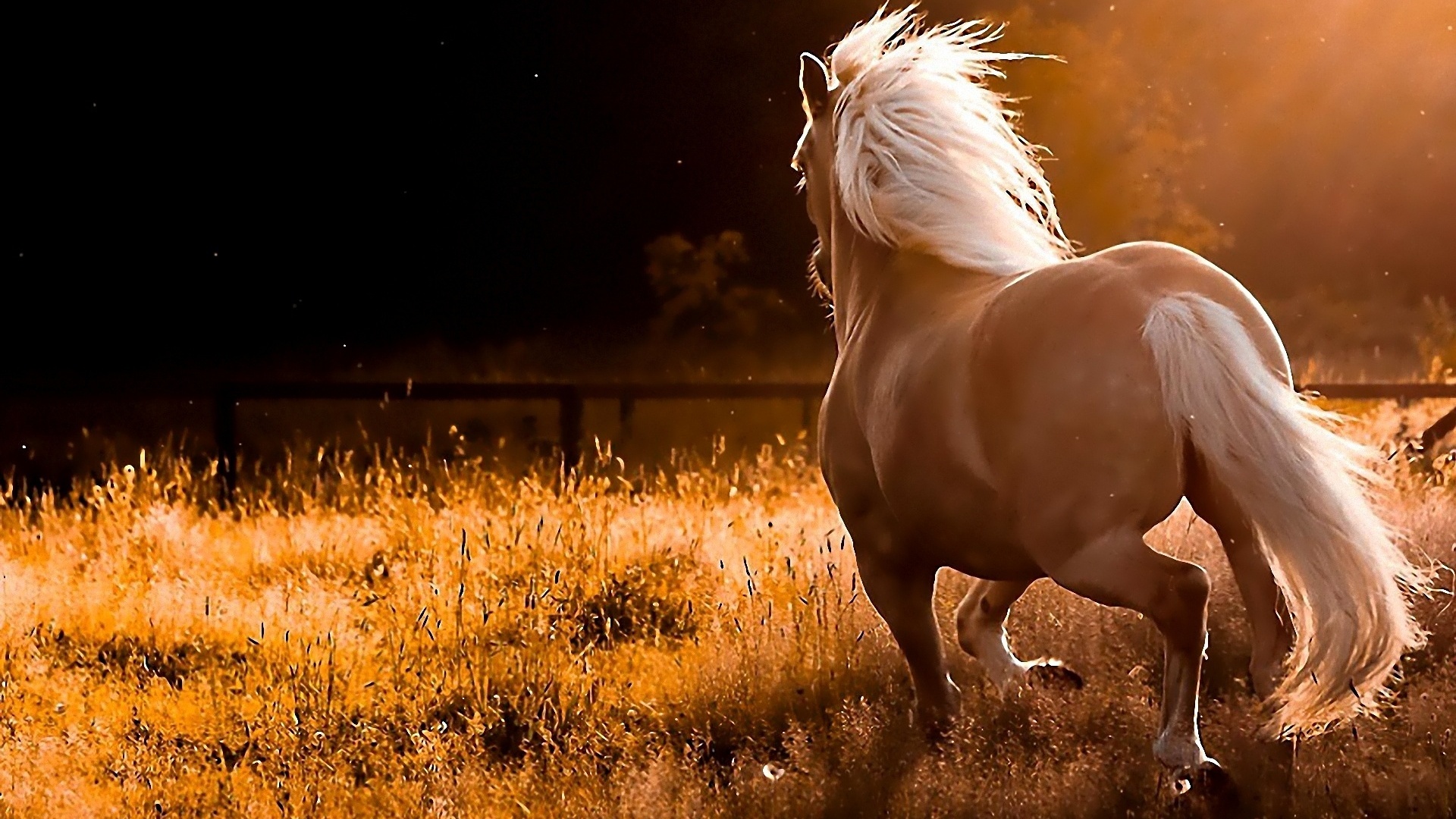 horse wallpapers nice