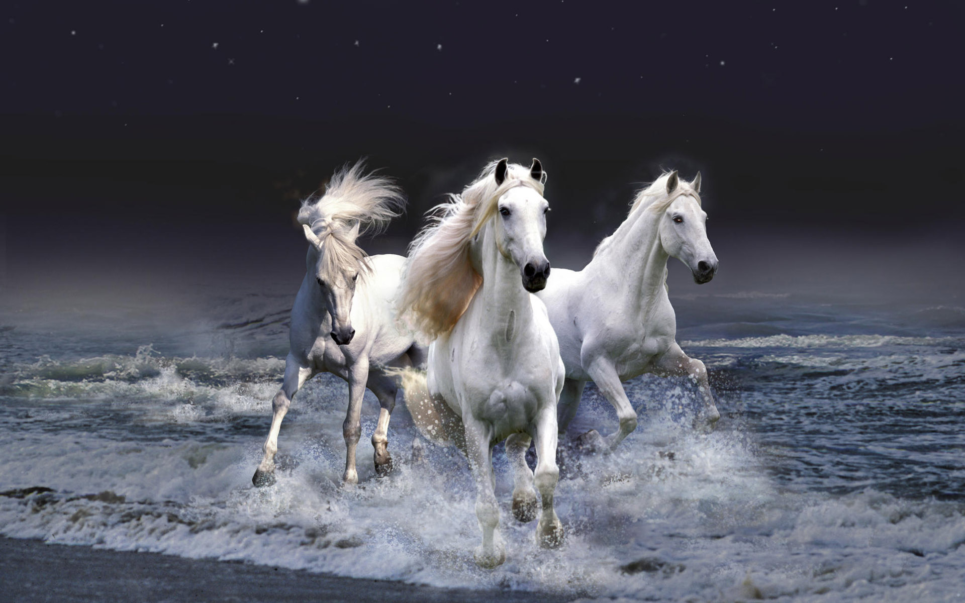 horse wallpapers stunning