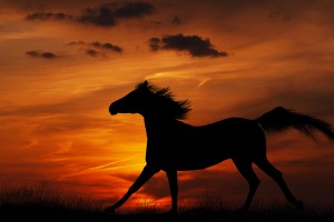 horse wallpapers sunrise