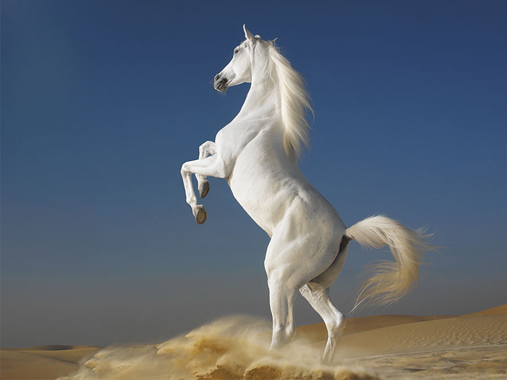 horse wallpapers white