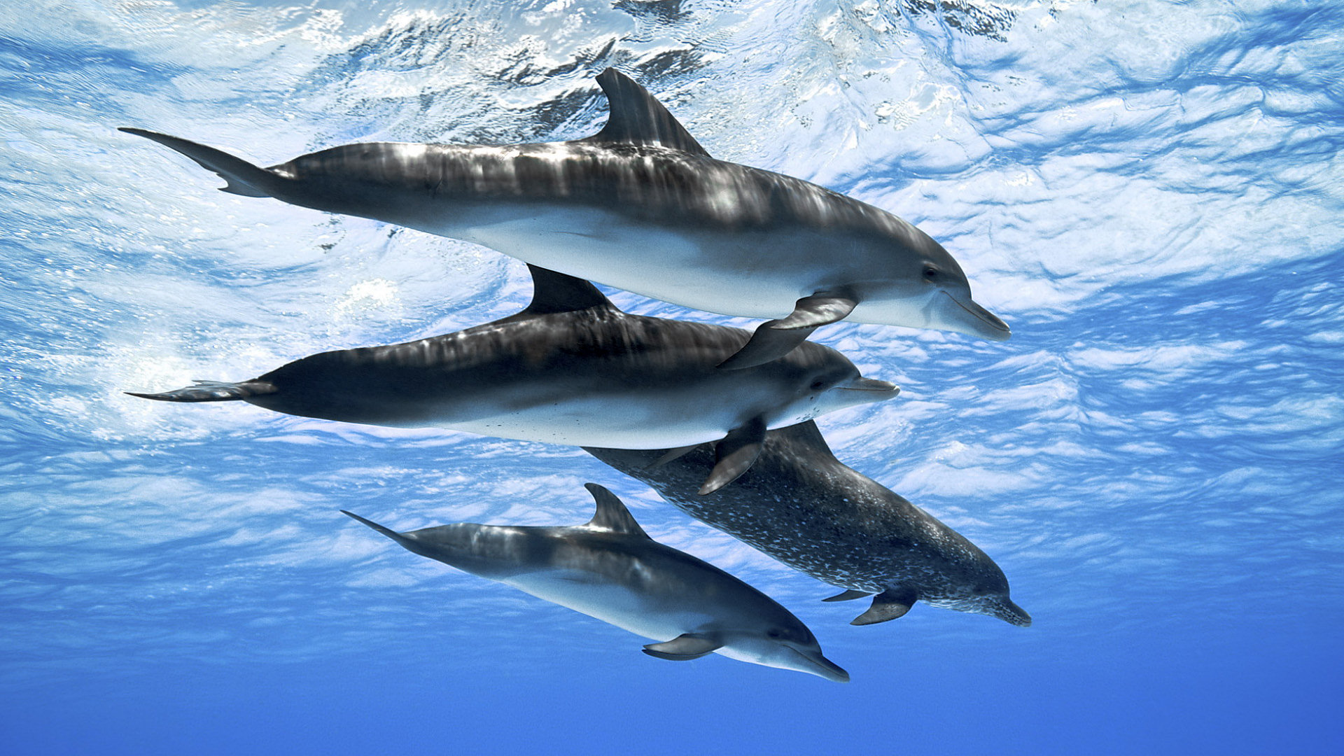images of dolphins