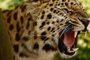 leopard wallpaper angry