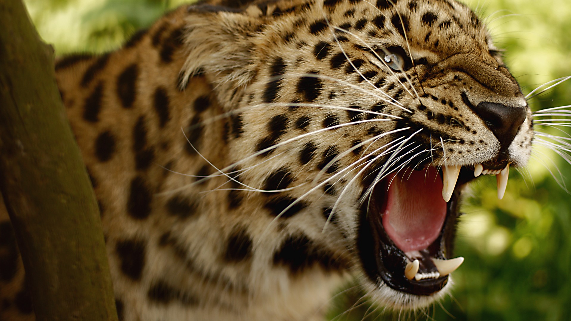 leopard wallpaper angry