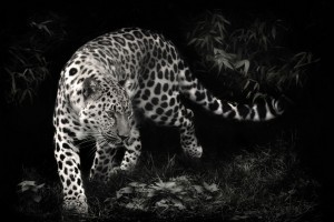 leopard wallpaper black and white