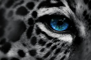 leopard wallpaper blue eyes