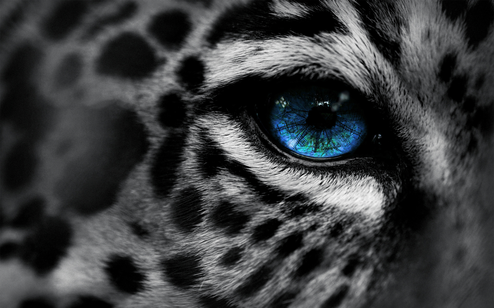 leopard wallpaper blue eyes