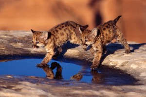 leopard wallpaper cute cubs