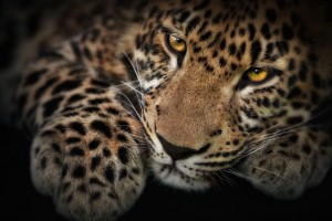 leopard wallpaper dark