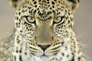 leopard wallpaper eyes