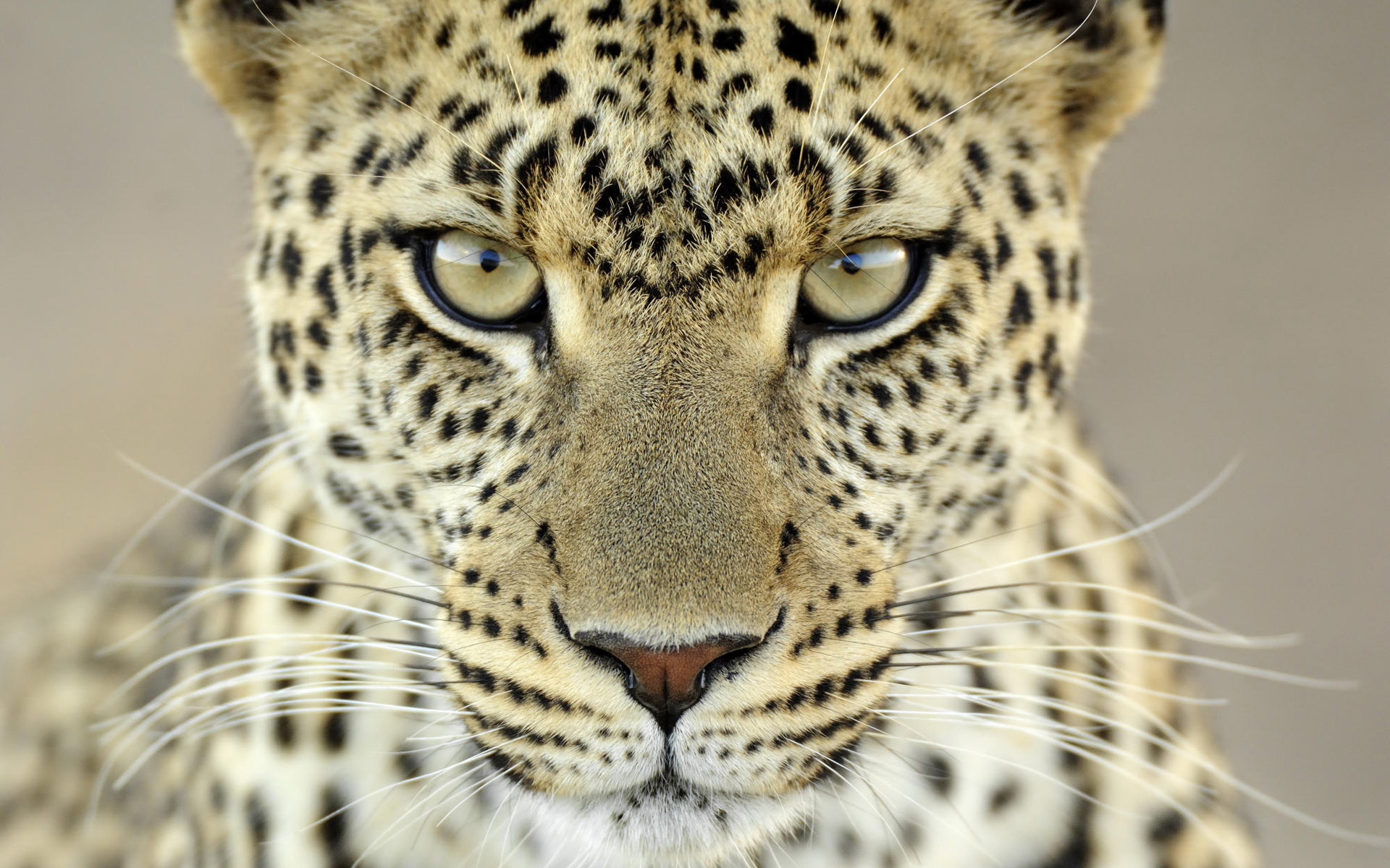 leopard wallpaper eyes