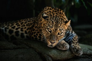 leopard wallpaper jungle