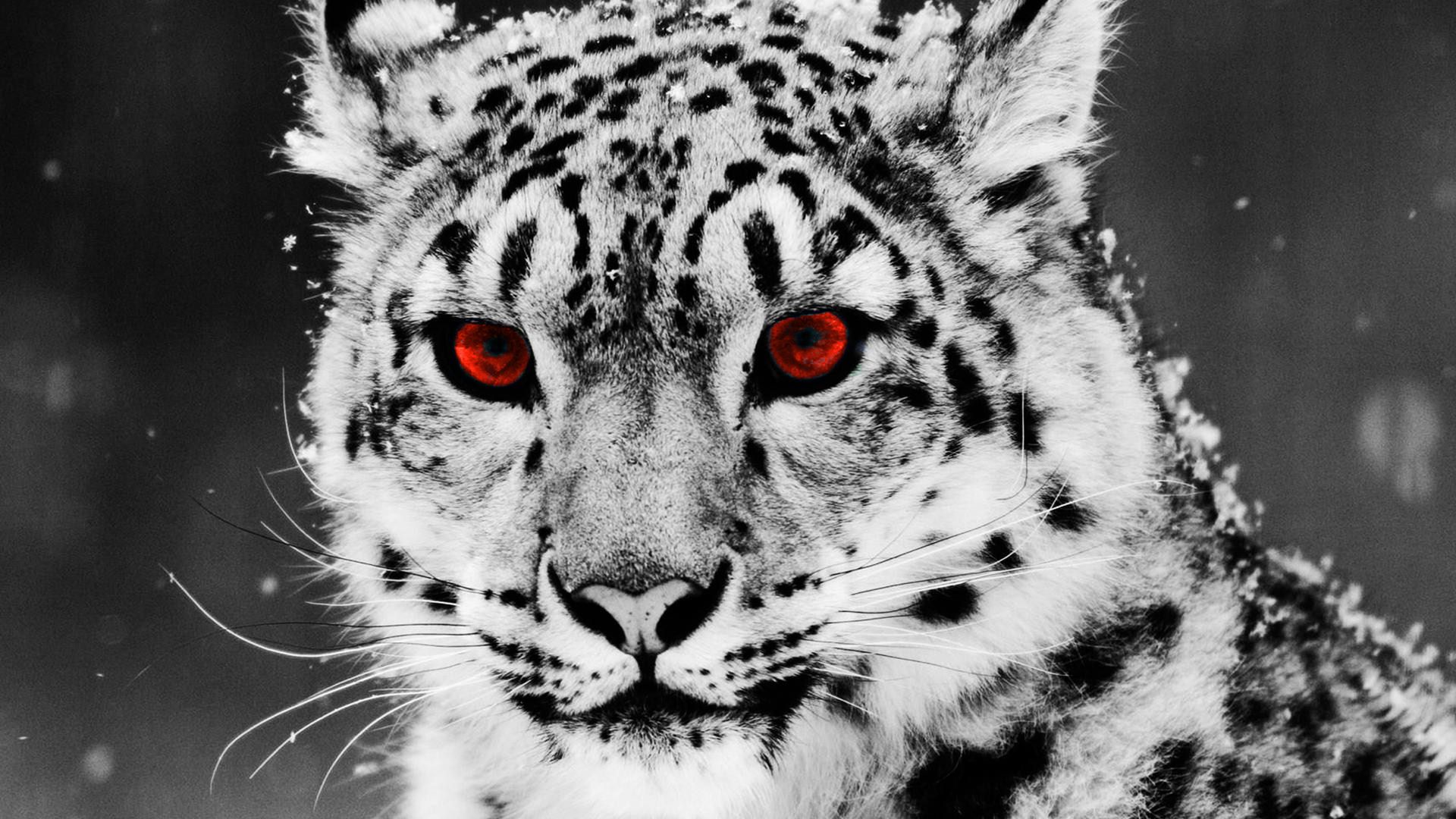 leopard wallpaper red eyes