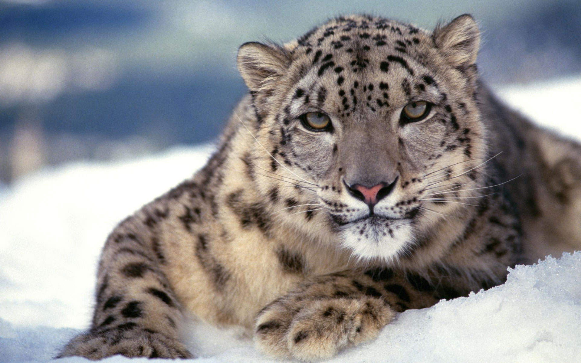leopard wallpaper snow brown
