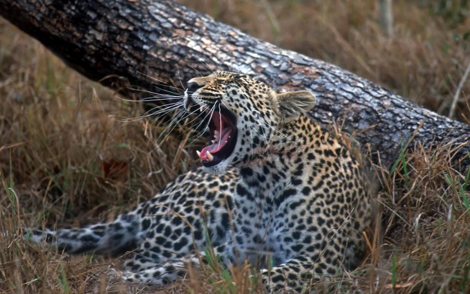 leopard wallpaper wildlife