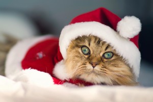 merry christmas wallpapers cat