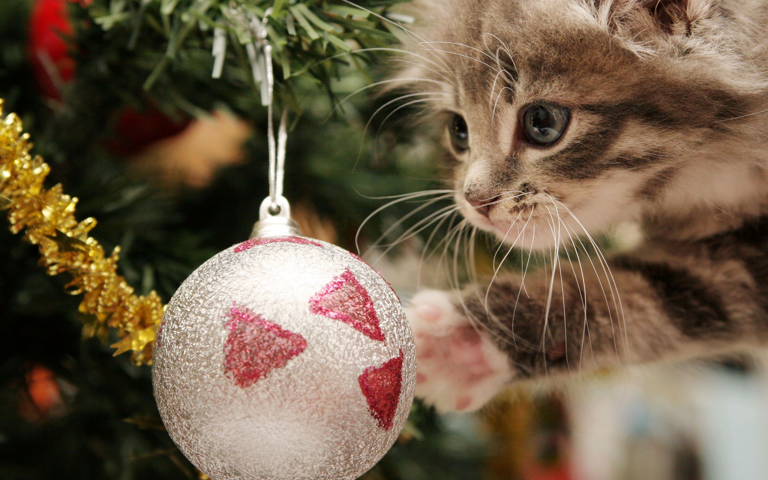 merry christmas wallpapers cat A4
