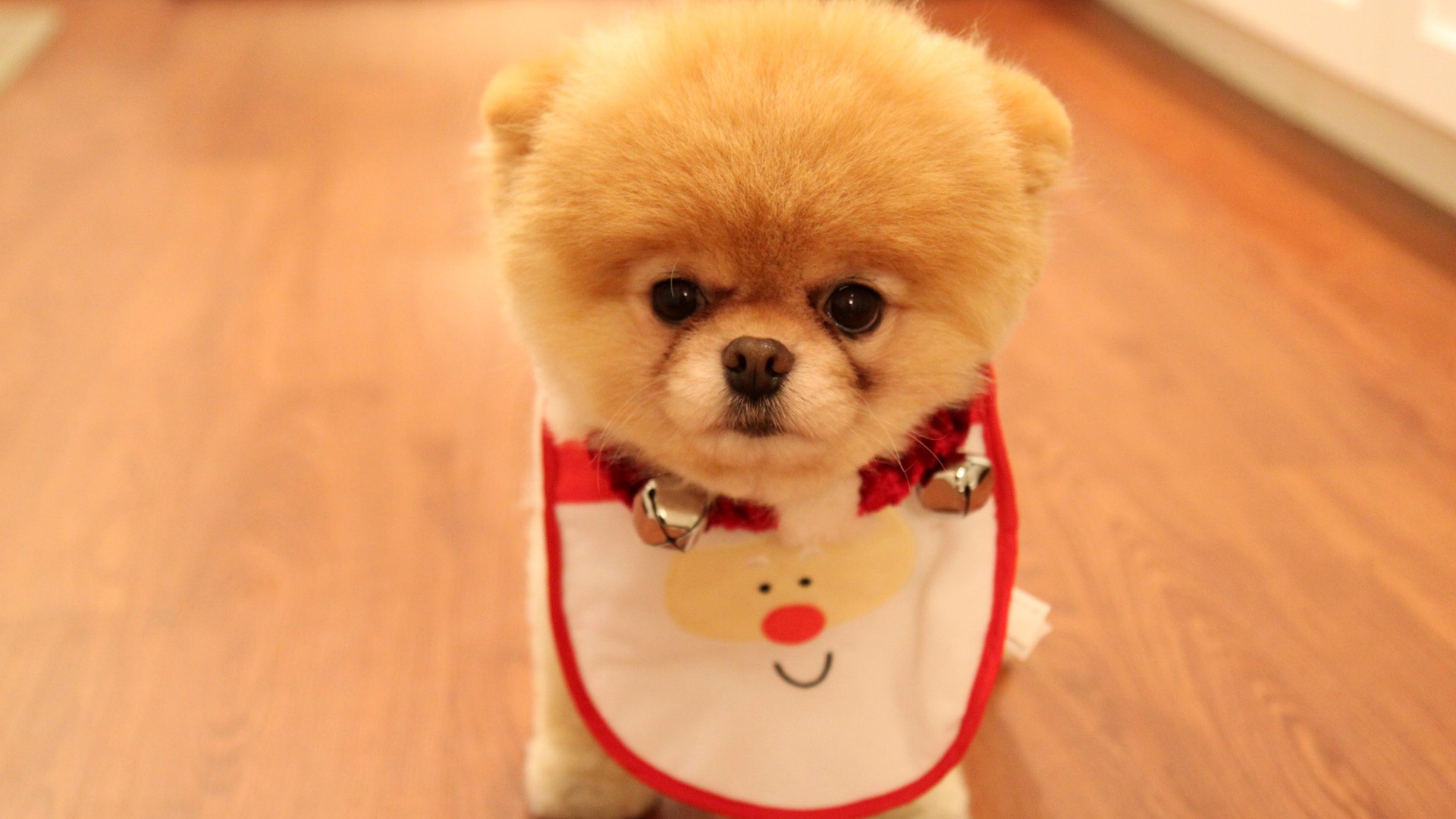 merry christmas wallpapers cute dog