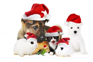 merry christmas wallpapers pets