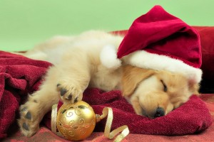 merry christmas wallpapers puppy hd