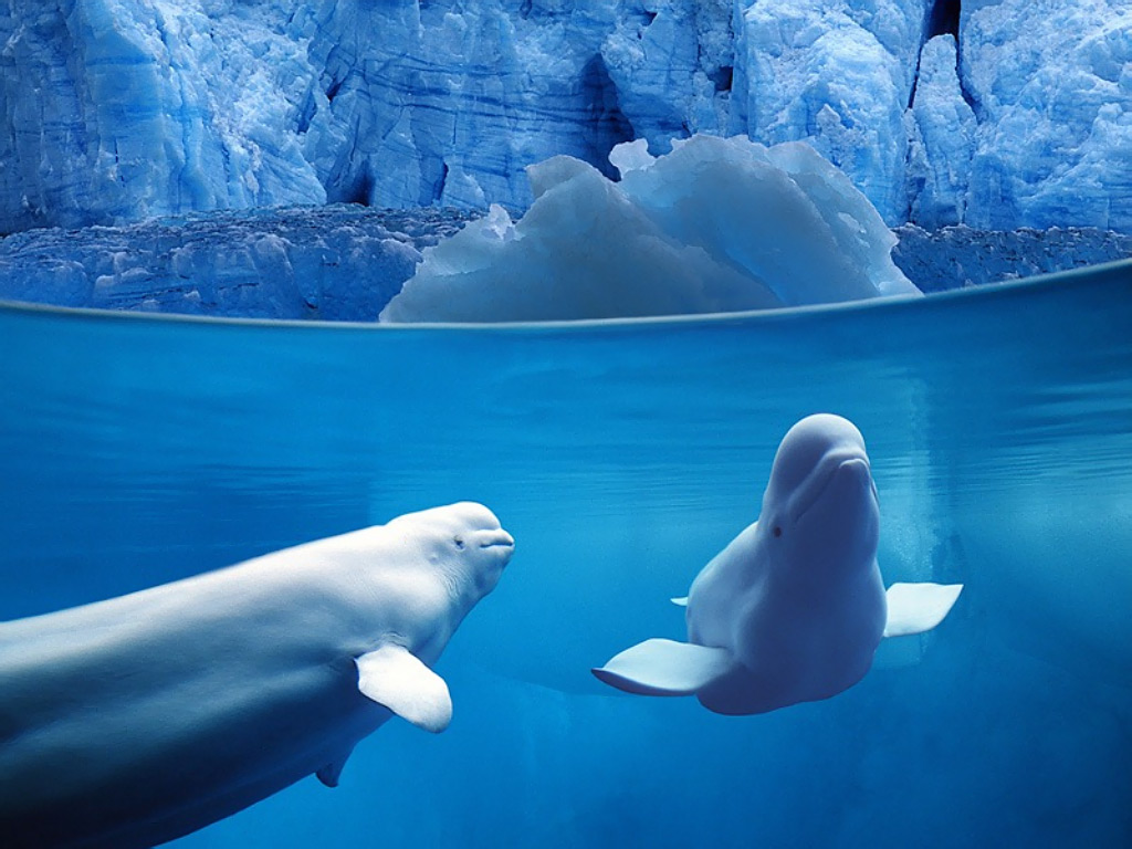 ocean wallpaper belugas
