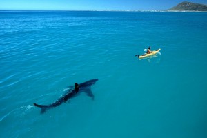 ocean wallpaper shark