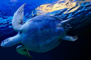 ocean wallpaper turtle