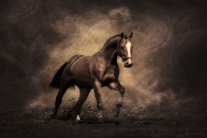photos of horses