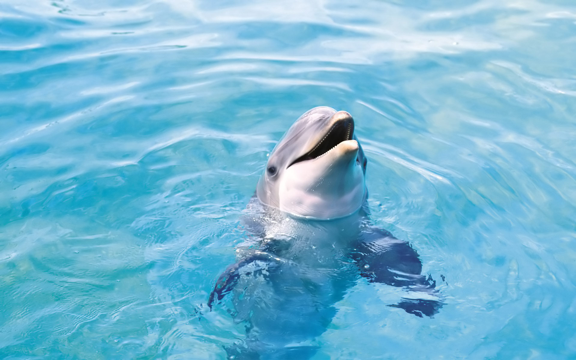 pictures of dolphins