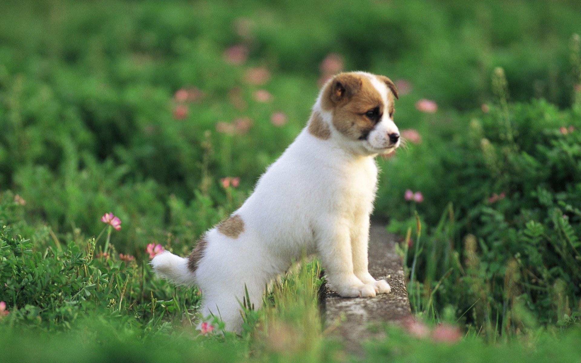 puppy wallpapers