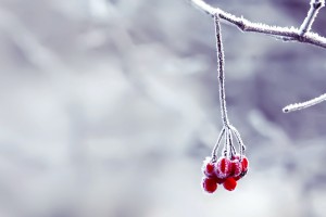 snow wallpaper berries