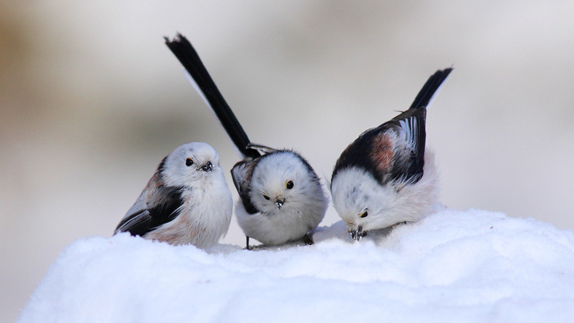 snow wallpaper birds