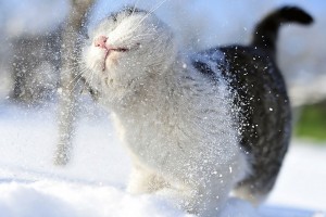 snow wallpaper cat cute
