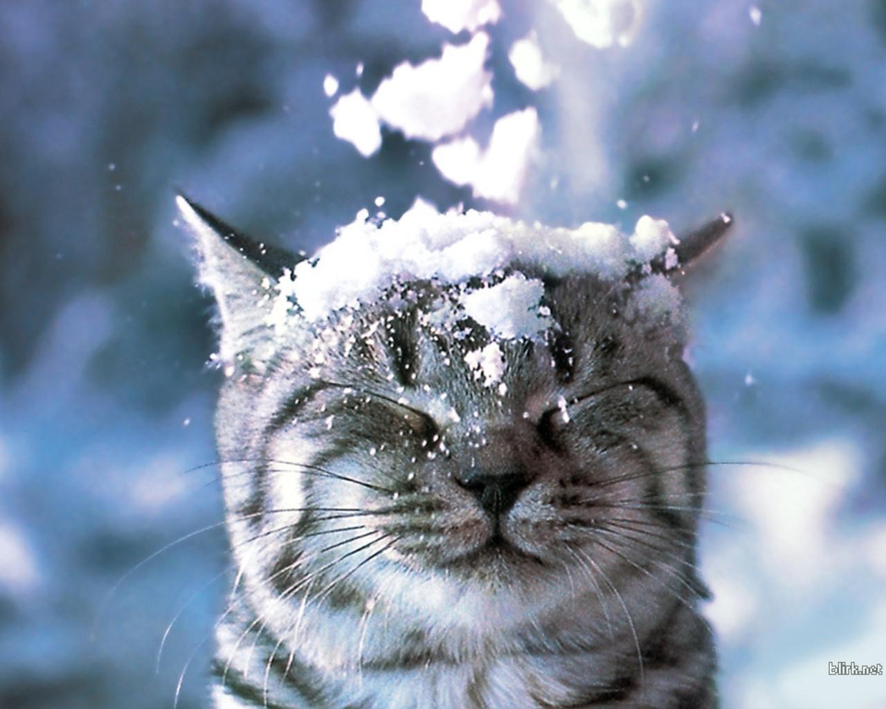 snow wallpaper cat