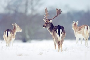 snow wallpaper deer