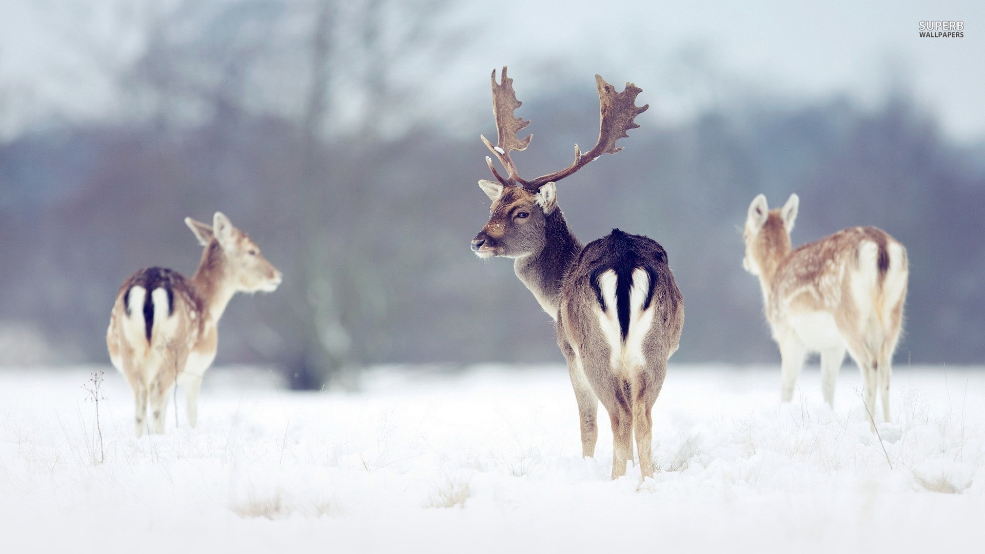 snow wallpaper deer