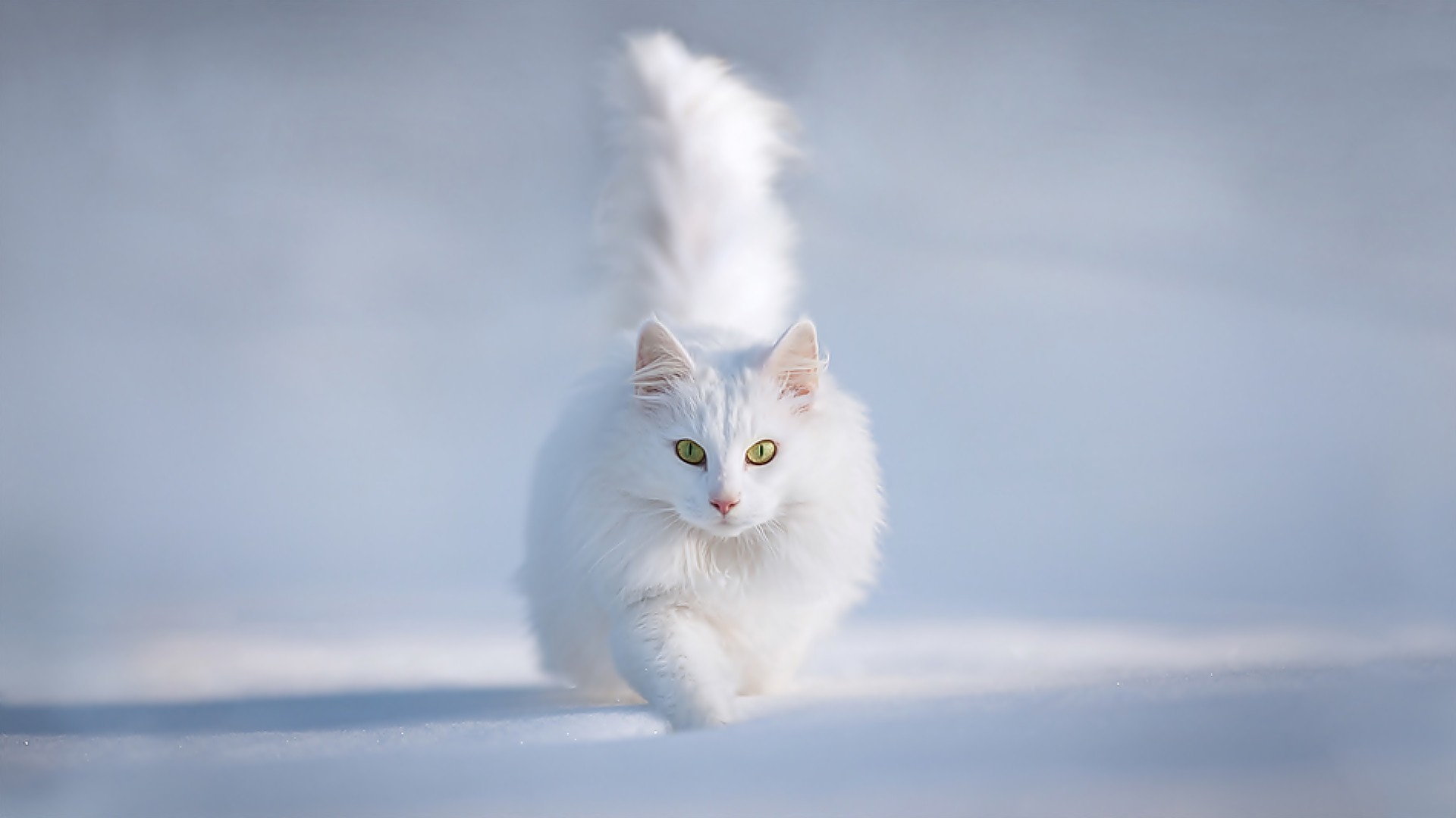 snow wallpaper persian cat