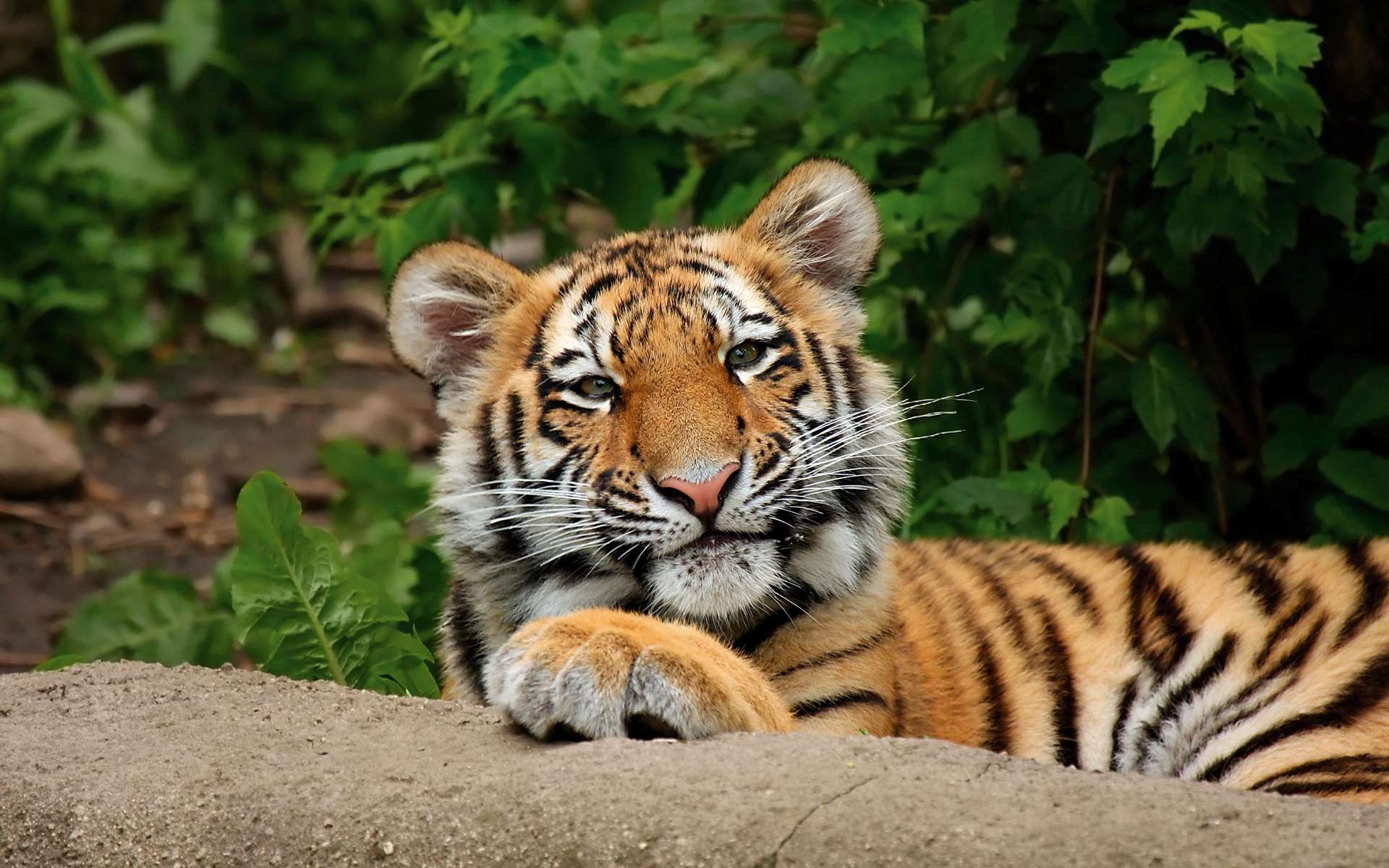 tiger photos HD